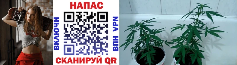 где купить наркотик  Клинцы  Конопля сатива 